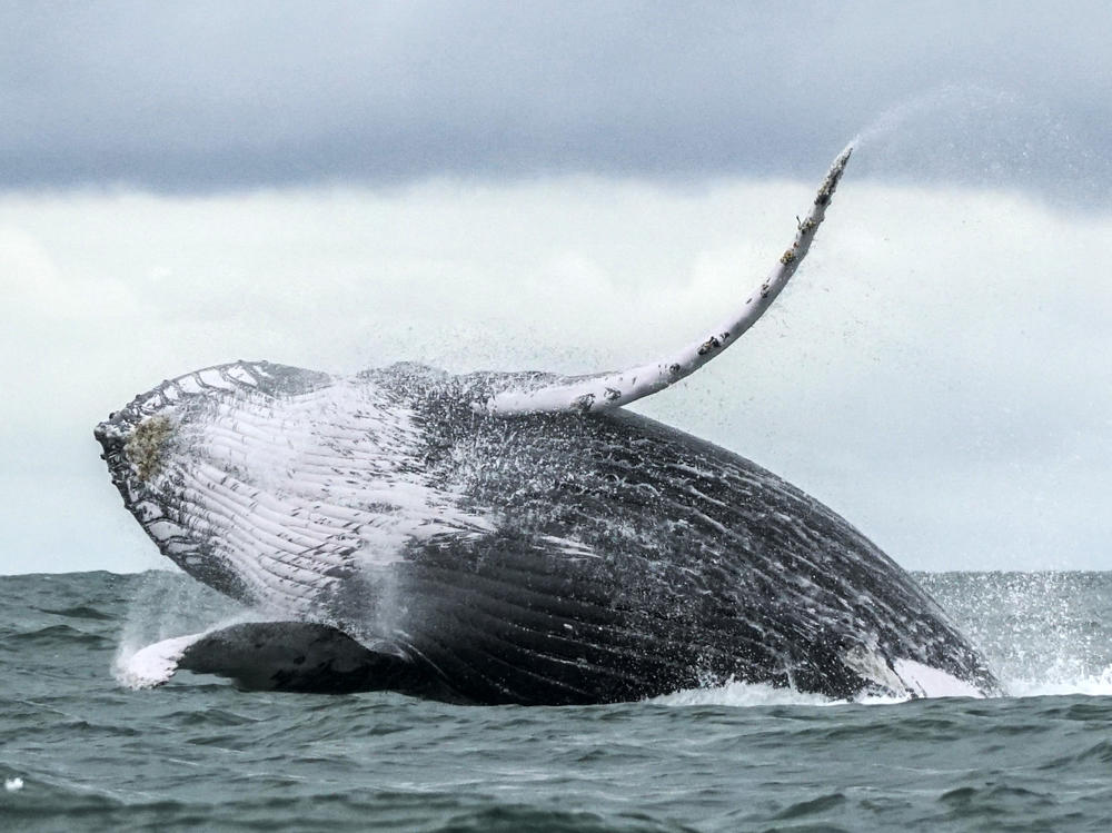 A humpback whale jumps in the surface of the Pacific Ocean at the Uramba Bahia Malaga National Natural Park in Colombia in 2018. Michael Packard says he was nearly swallowed by one such whale on Friday as he dove for lobsters off the coast of Provincetown