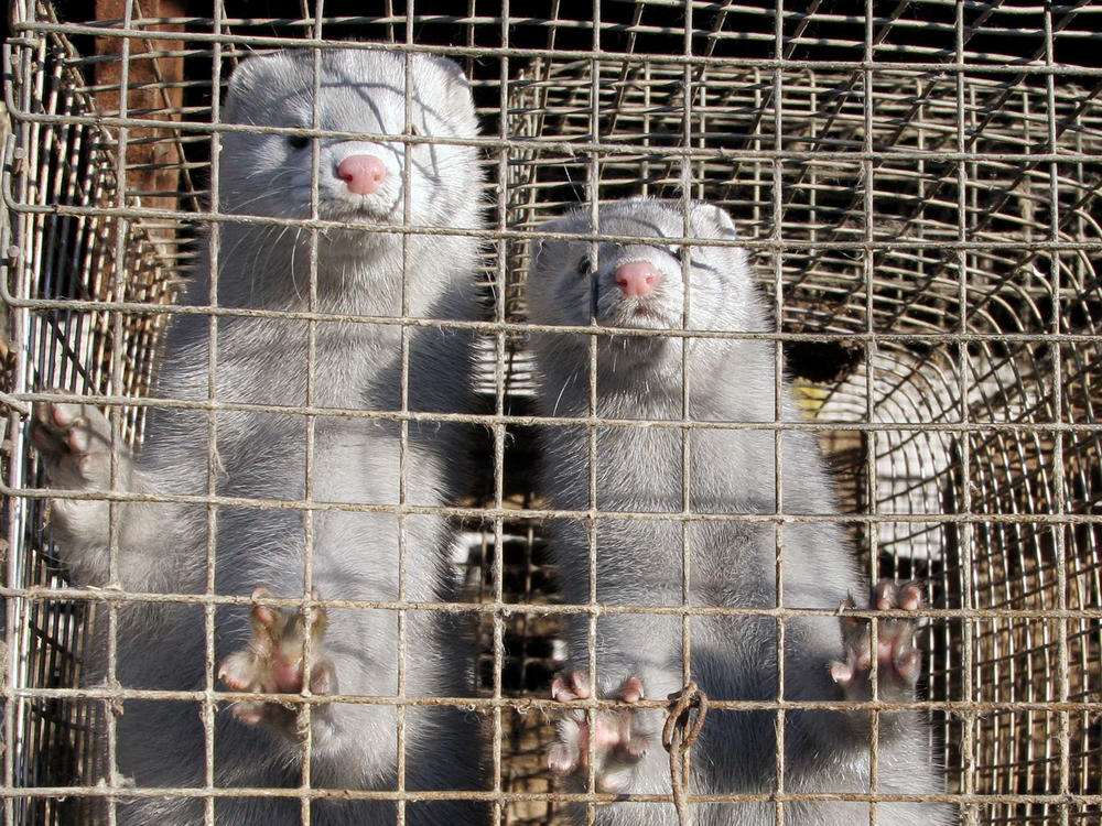 Minks in a cage at a mink farm in Pushkino, Russia, more than 20 miles from Moscow.