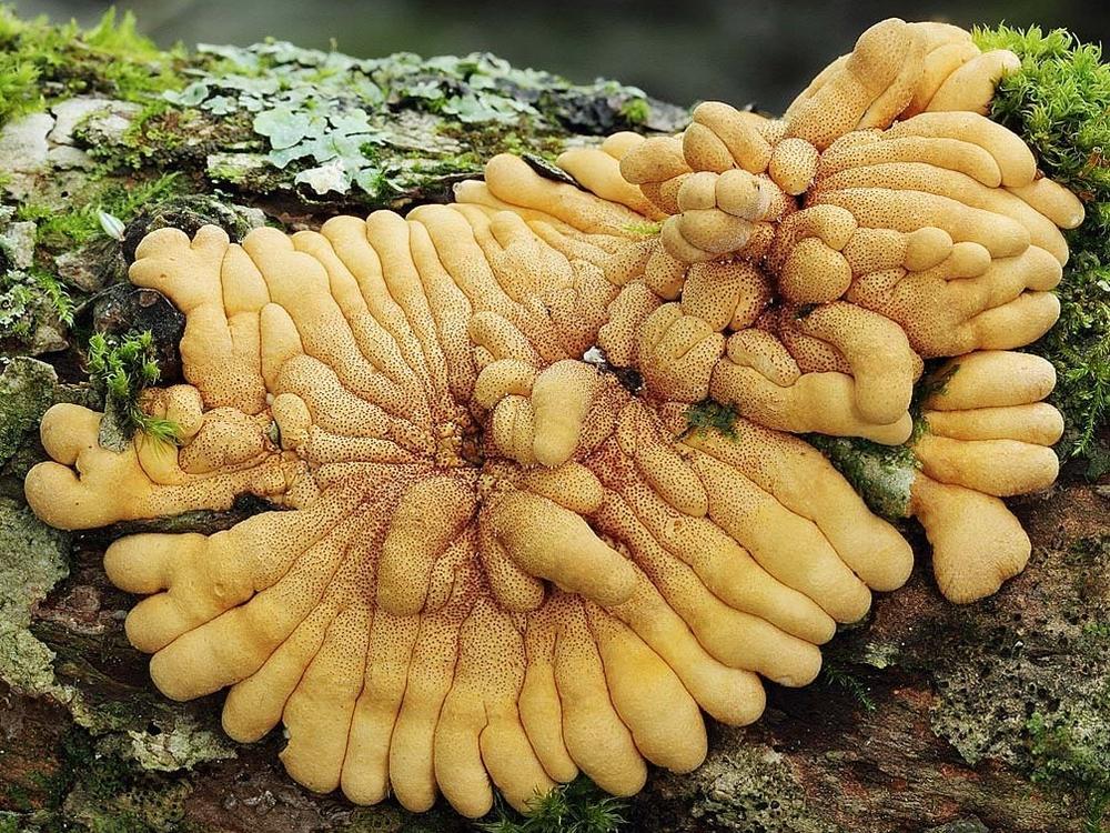 Photographer Taylor Lockwood found the rare mushroom <em>Hypocreopsis rhododendri </em>growing in the United States, a discovery that delighted scientists and mushroom devotees.
