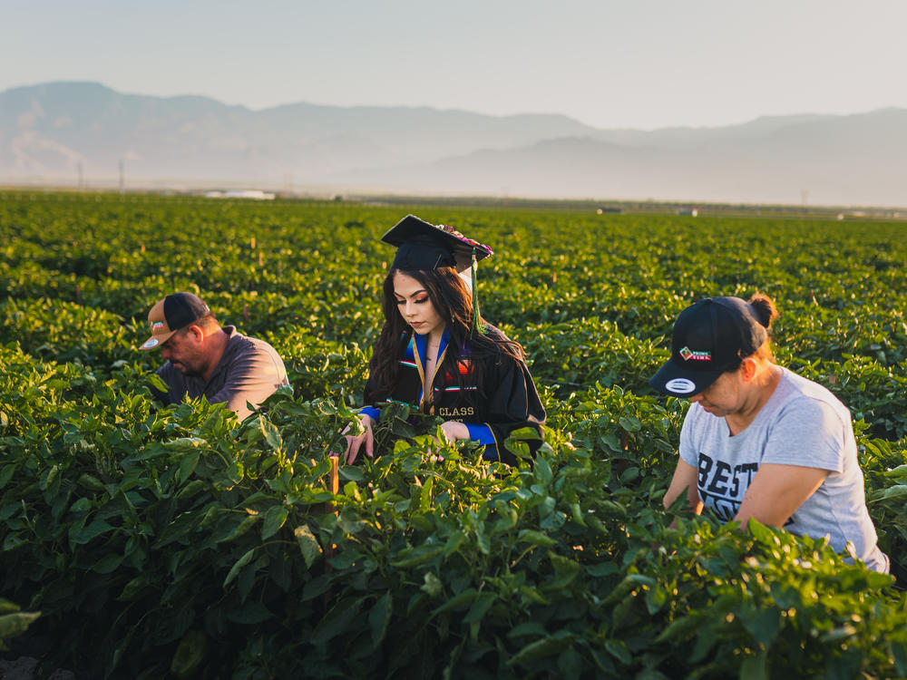 Jennifer Rocha picks bell peppers alongside her parents, Angelica Maria and Jose Juan Rocha, shortly before graduating from UC San Diego last week.