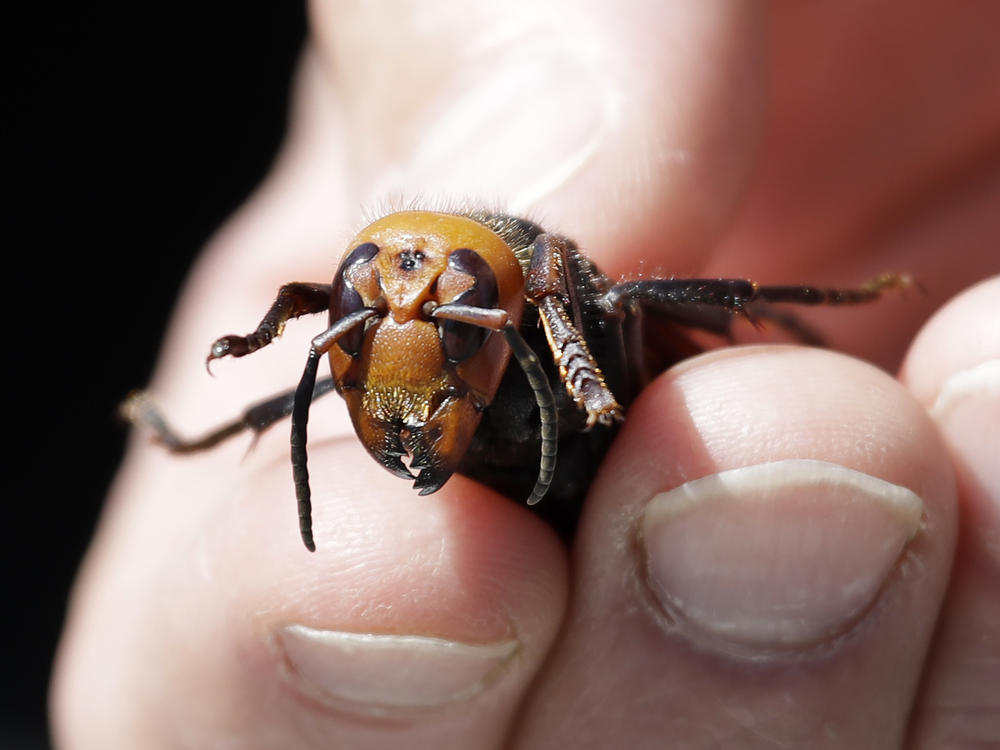 Washington State Department of Agriculture entomologist Chris Looney displays a dead Asian giant hornet, a sample sent from Japan and brought in for research last year in Blaine, Wash.