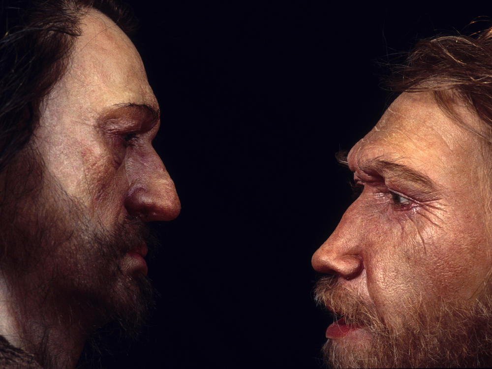Reconstructions from the Daynès Studio in Paris depict a male Neanderthal (right) face to face with a human, <em>Homo sapiens</em>.