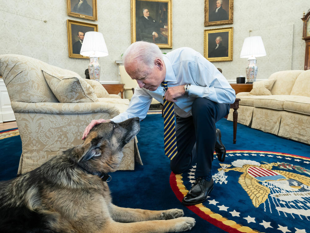 President Biden pets Biden family dog Champ in the Oval Office in February. On Saturday, Joe and Jill Biden announced that Champ had died.