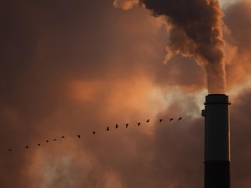 The draft defines ecocide as 