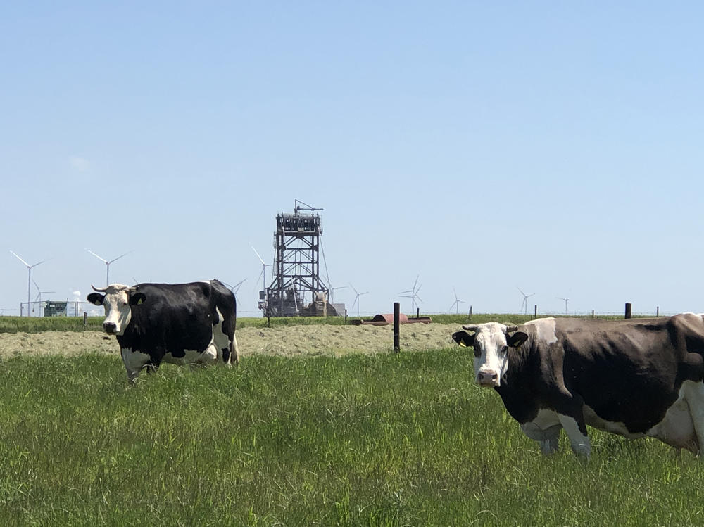 Cows on farmland in the village of Keyenberg stand in front of a massive bucket-wheel excavator, one of the largest machines on the planet.