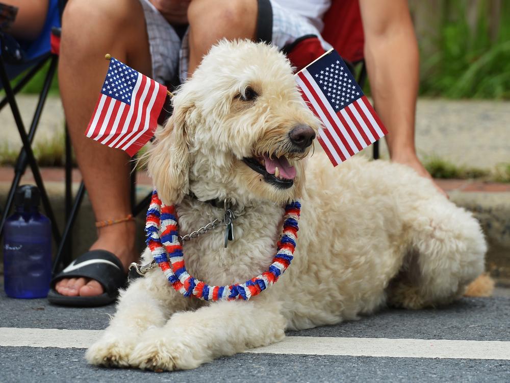 Dogs and cats can be particularly sensitive to loud noises such as fireworks. Here, a dog watches an Independence Day parade in Takoma Park, Md., in 2013.