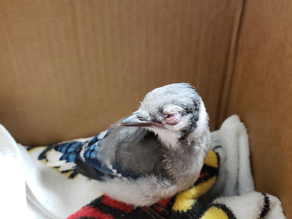Veterinarian Belinda Burwell began receiving reports of sick songbirds in Virginia last month. This male blue jay was completely blind and was hopping in circles because of dizziness. He had to be euthanized.