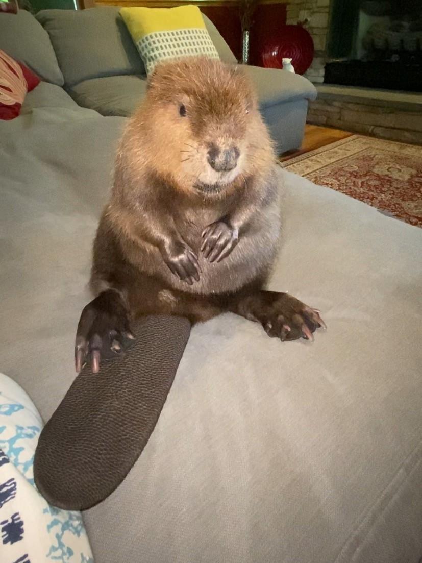 Beave the beaver, who lived with wildlife rehabilitation specialist Nancy Coyne for two years, has over one million TikTok followers.
