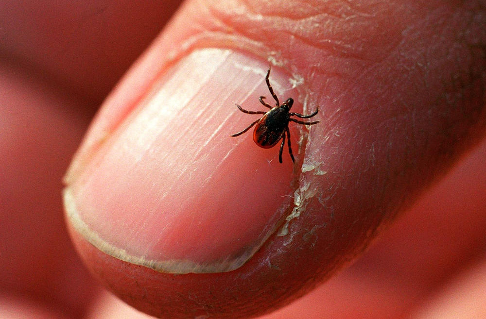 The black-legged or deer tick, which carries Lyme disease, appears to be expanding its territory.