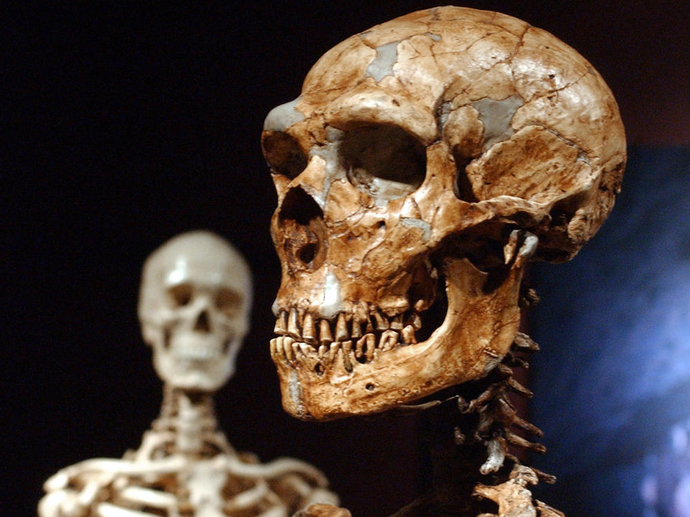 A reconstructed Neanderthal skeleton (right) and a modern-human version of a skeleton are displayed at the American Museum of Natural History in New York in 2003. A new study confirms that early humans who lived in colder places adapted to have larger bodies.