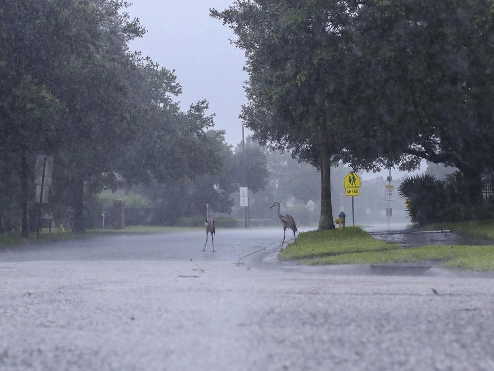 Cranes cross the road during a rainstorm from Tropical Storm Elsa, Wednesday, July 7, 2021 in Westchase, Fla. The Tampa Bay area was spared major damage as Elsa stayed off shore as it passed by. By early Friday morning, the system had made its way up the mid-Atlantic, spurring tornado warnings in Delaware and New Jersey.