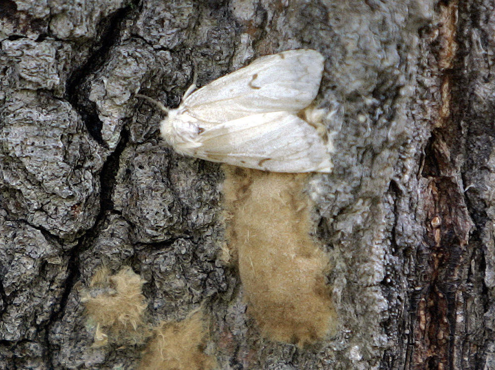 A female <em>Lymantria dispar</em> moth lays her eggs on the trunk of a tree in Connecticut in 2008. In July 2021, the Entomological Society of America announced it was dropping the common name of this destructive insect that is also an slur against a group of people: the gypsy moth.
