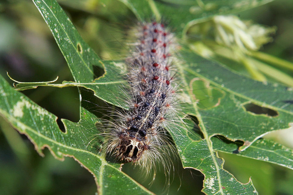A <em>Lymantria dispar</em> moth caterpillar, pictured in 2007 in New Jersey. Scientists call them serious pests and a threat to North American forests.