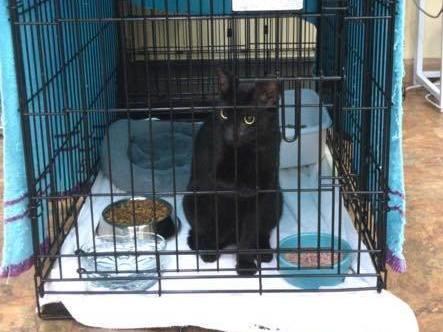 Binx the cat was found near the collapse of the Champlain Towers South and reunited with his family.