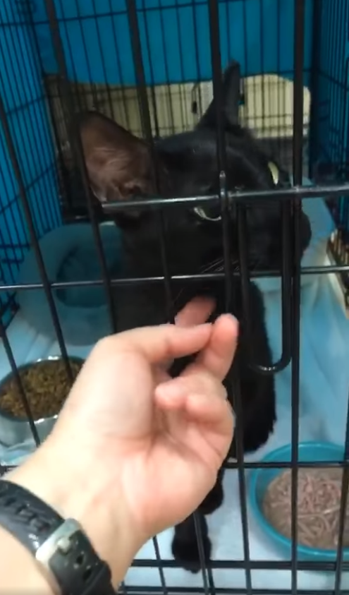 Binx, seen at The Kitty Campus, was reunited with his family.