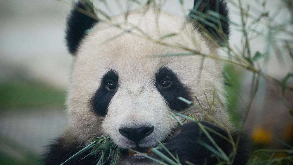 A Giant panda enjoys bamboo at the Beijing Zoo during the first day of the public display in 2008 in Beijing.