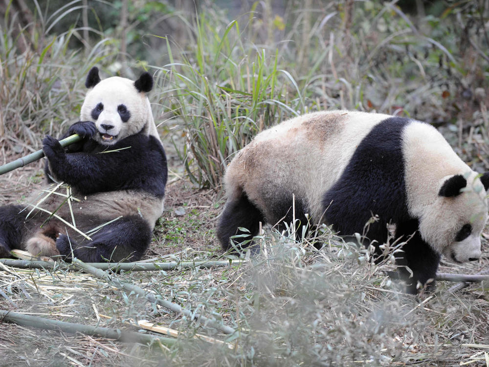 Two giant pandas, Tuan Tuan and Yuan Yuan, are seen at the Bifeng Gorge Base of the China Conservation and Research Center for the Giant Panda in Yaan city in 2008.