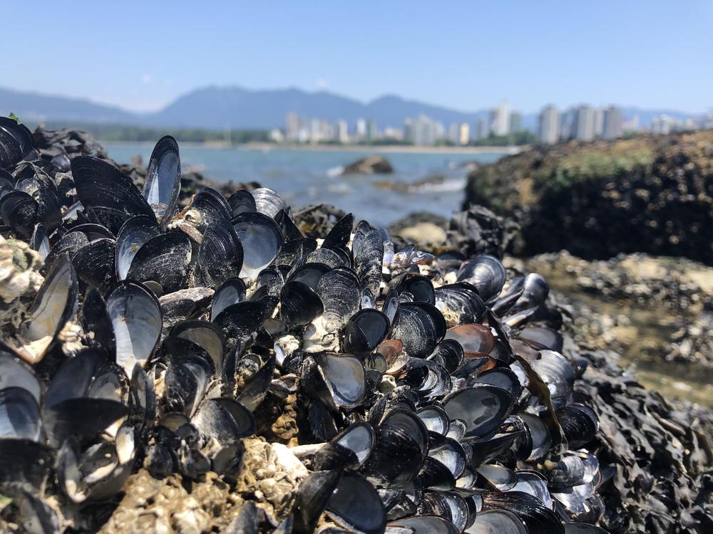 Harley spent Thursday at British Columbia's Porteau Cove, a 30-minute drive north of Vancouver, and he says he's now worried his initial count of 1 billion dead creatures is too low.