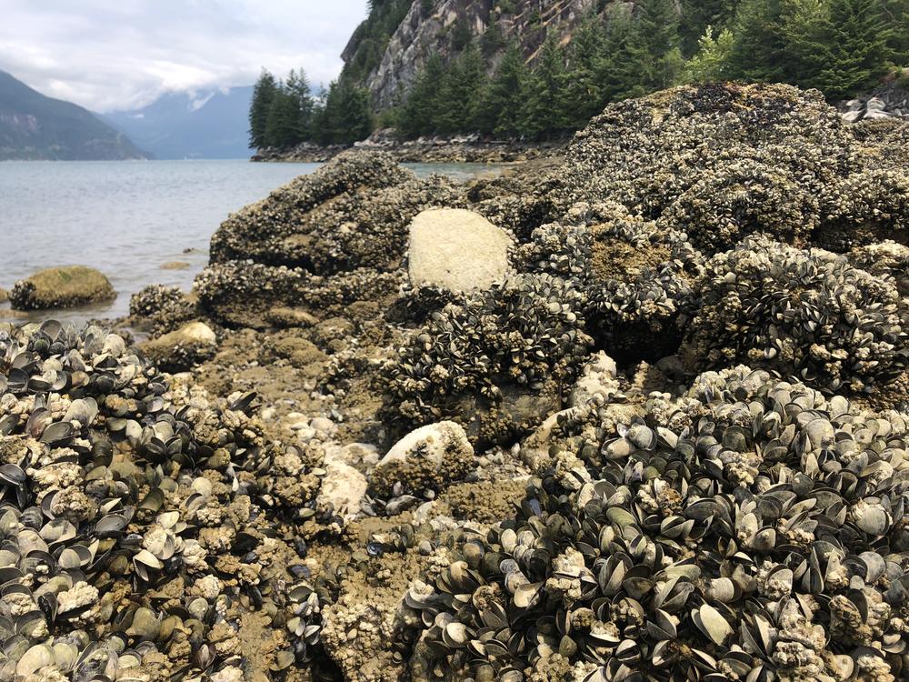 Marine biologist Christopher Harley from the University of British Columbia says he has found hundreds of thousands of dead mussels on one beach alone.