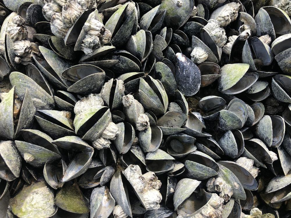 Mussels dying off at such a high rate will have a massive effect on both marine and terrestrial animals, biologists say.