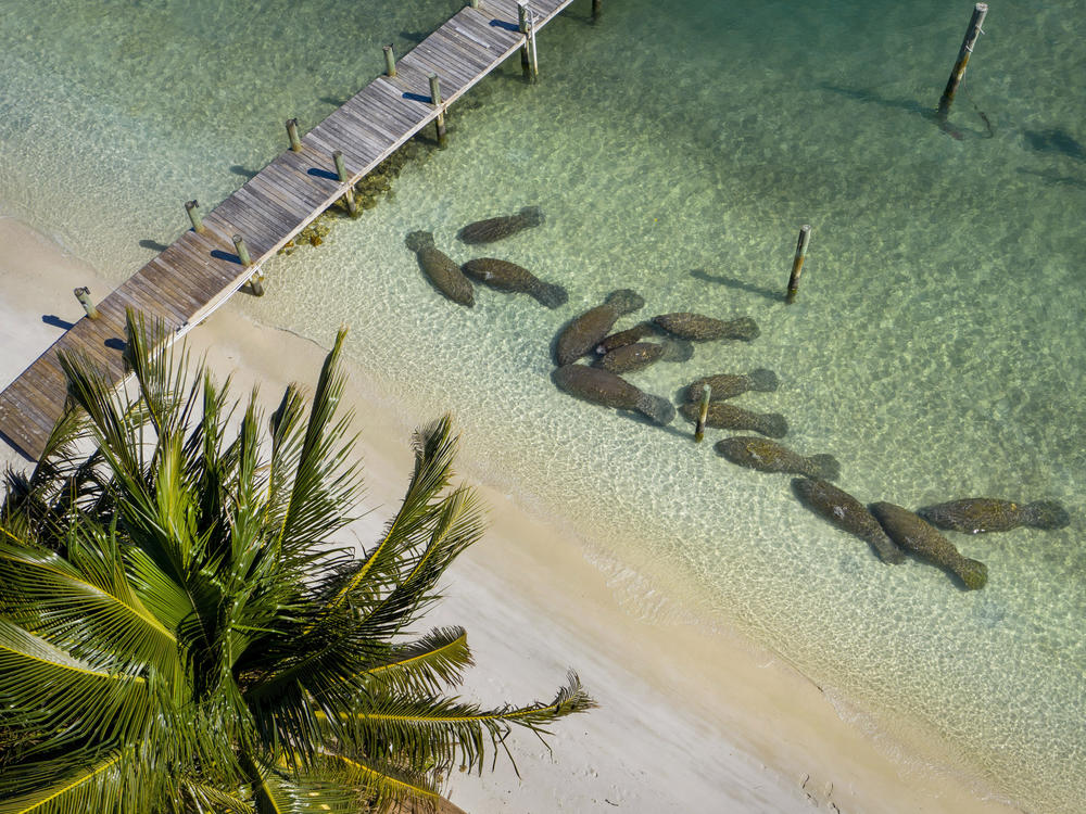 Manatees crowd together near the warm-water outflows from Florida Power & Light's plant in Riviera Beach, Fla., on Feb. 5. More manatees have died already in 2021 than in any other year in Florida's recorded history, primarily from starvation due to the loss of seagrass beds.