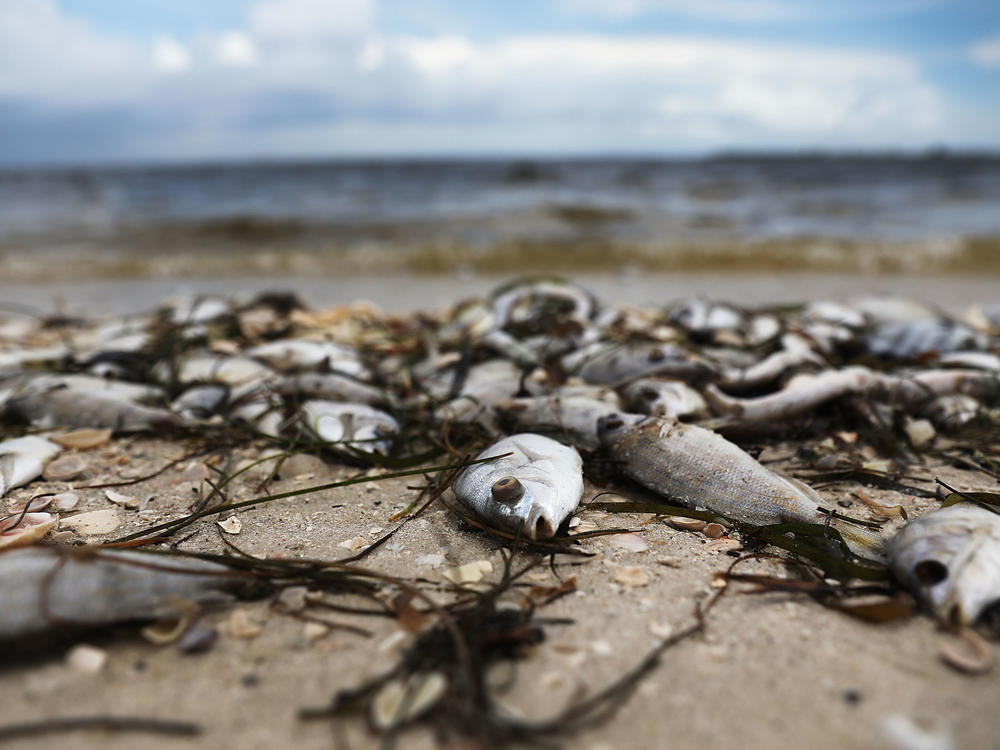 Fish are seen washed ashore at the Sanibel Causeway after dying in a red tide in 2018 in Sanibel, Florida.