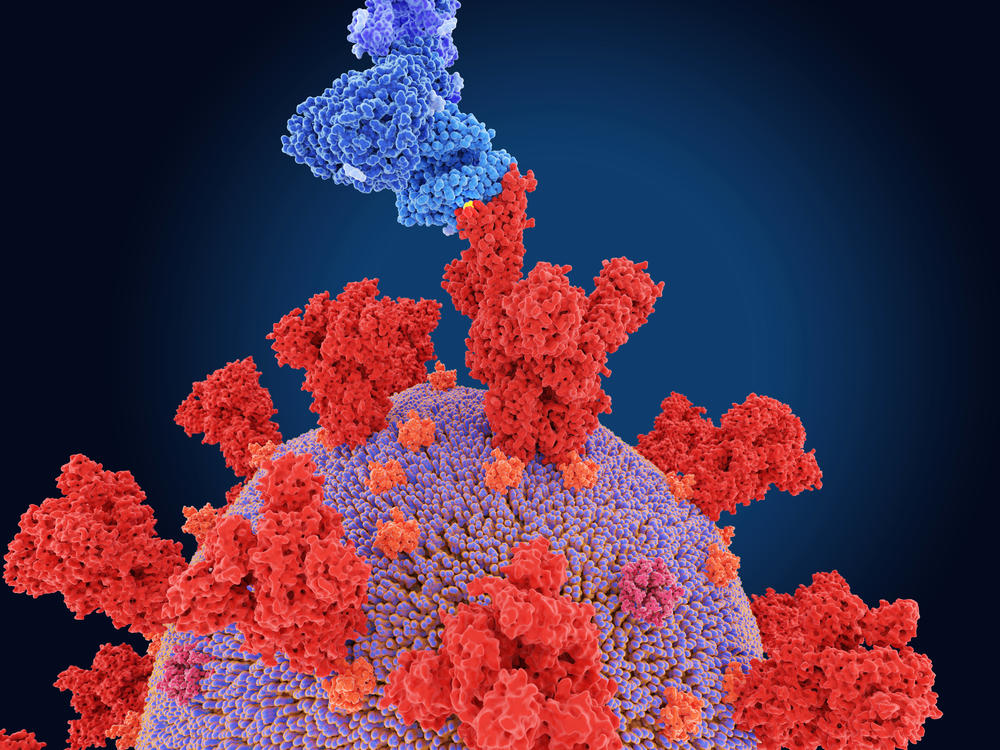 Scientists say a Belgian woman was infected with two coronavirus variants at the same time, including beta. Beta's spike protein is shown here in a scientific illustration.