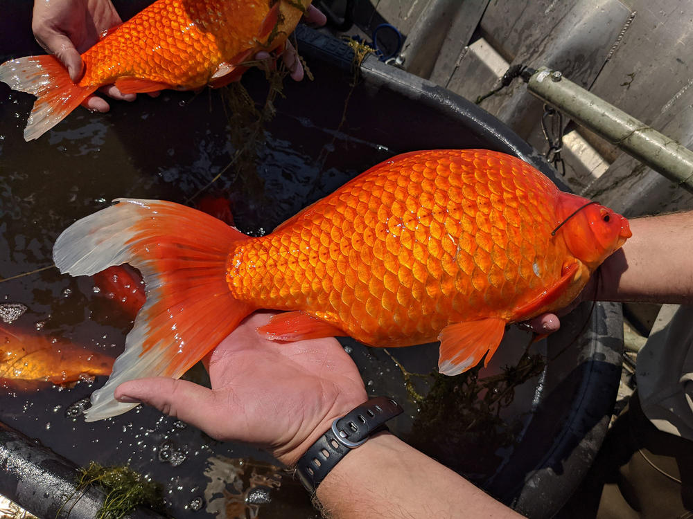 Large goldfish, released by pet owners into bodies of water, are contributing to poor water quality in some lakes and ponds in Minnesota.