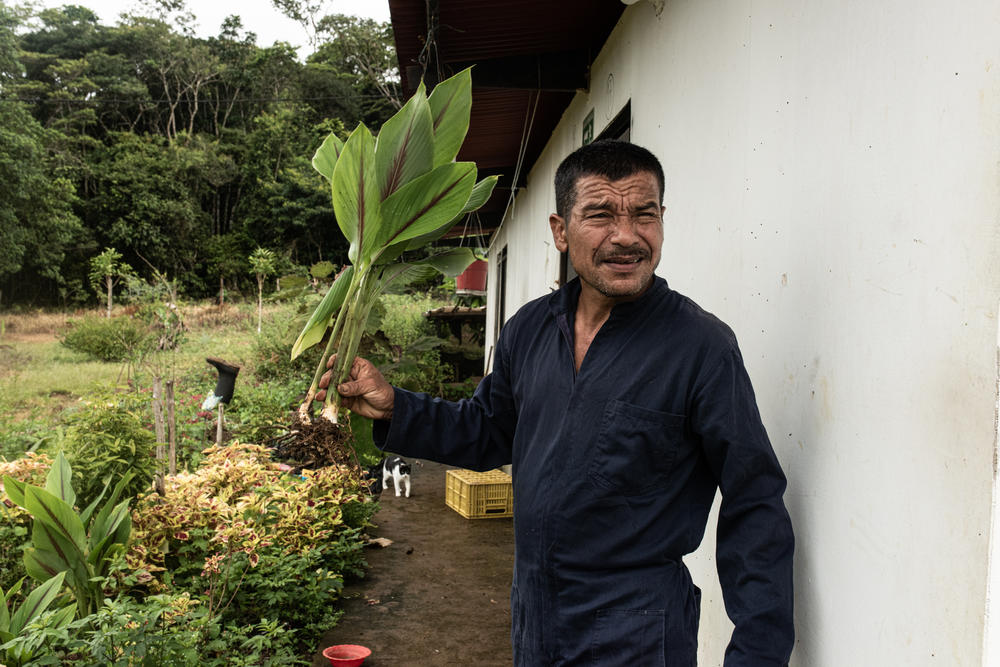 Jose Luis Caviedes, an ex-FARC rebel, in his garden filled with herbal and medicinal plants. He survived a bullet to the head during the war and, like many former rebels, still bears scars from his wounds. He has lost the use of one of his hands.