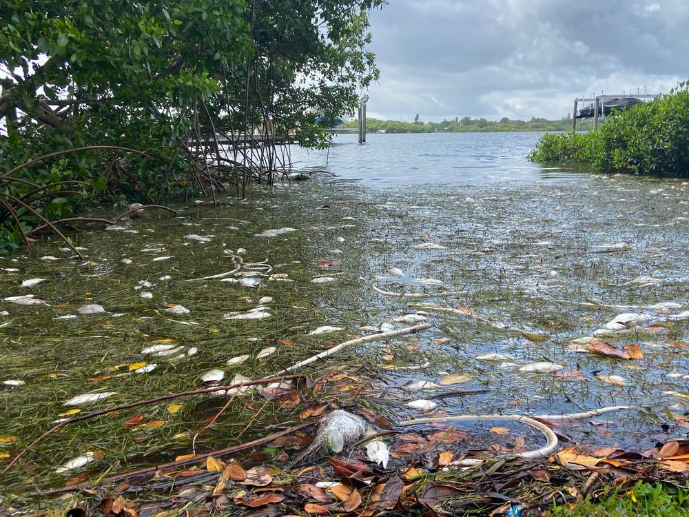 Dead fish and eels killed by a red tide in the Tampa Bay area collect in St. Petersburg, Florida.