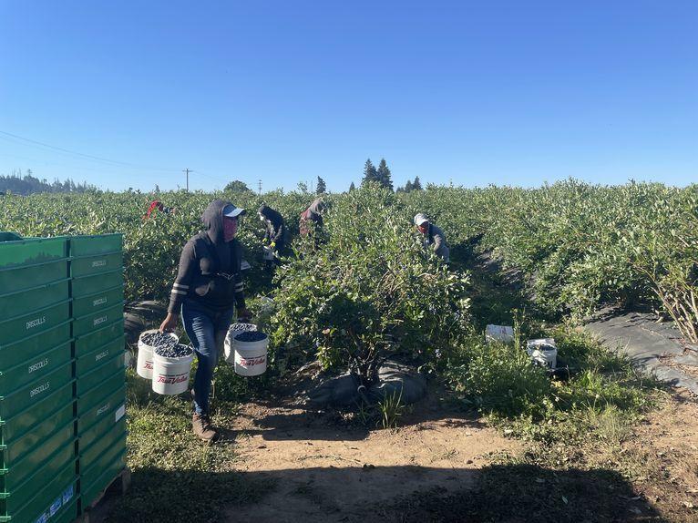 Farmworkers preparing blueberries they picked in Albany, Oregon, on June 28. A farmworker elsewhere was among dozens who died in a recent extreme heat wave.