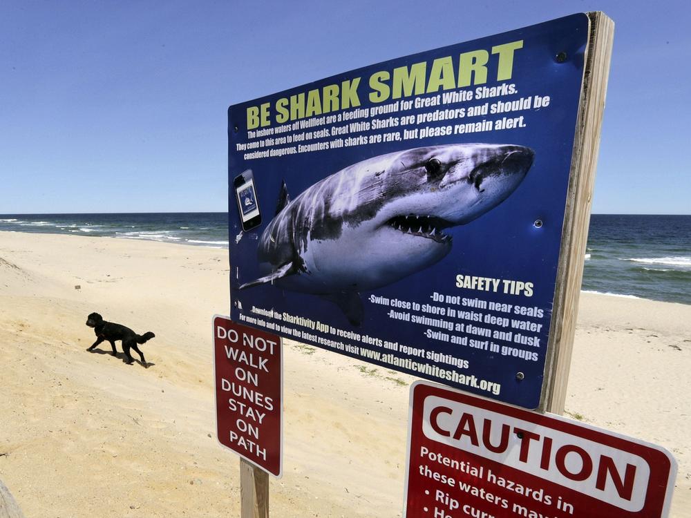 A sign at Newcomb Hollow Beach in Wellfleet, Mass., warns of sharks in 2019. Beachgoers on the other side of the world will be happy to learn they will not be attacked by sharks ... just bitten.
