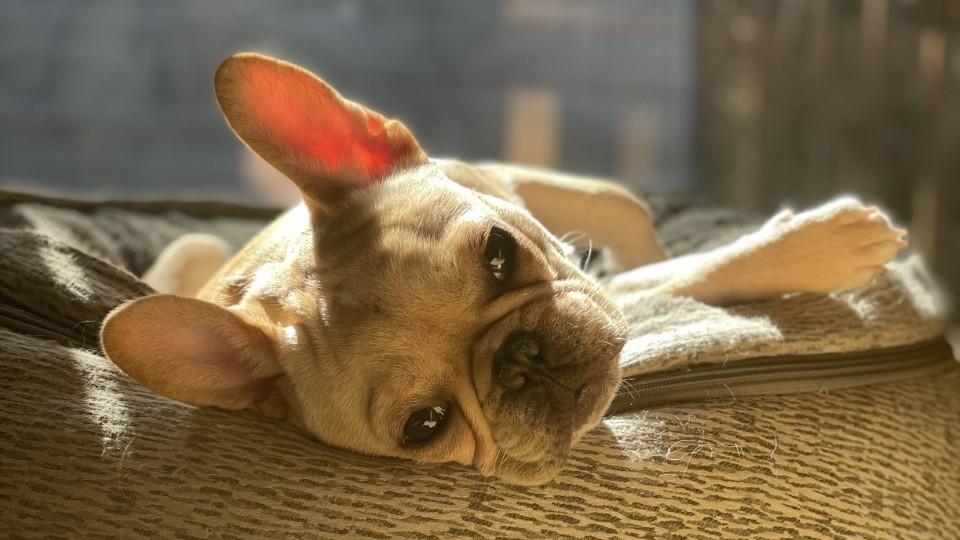 The phenomenon of the pandemic pet was one of few positive triumphs of 2020. Demand surged as Americans sought out animal companionship.