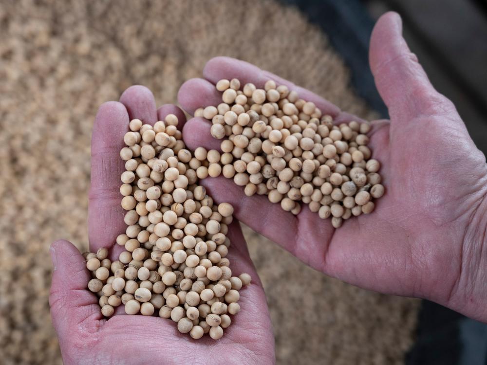 A farmer holds soybeans from her Nebraska farm in 2019. Today, farmers are struggling to find containers that can ship their products to Asia.