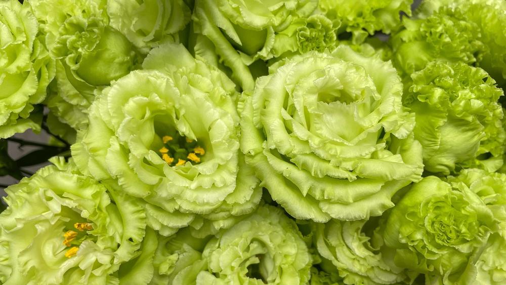 The Olympic victory bouquets feature <em>Eustomas</em> from Fukushima, an area hit hard by the 2011 earthquake.