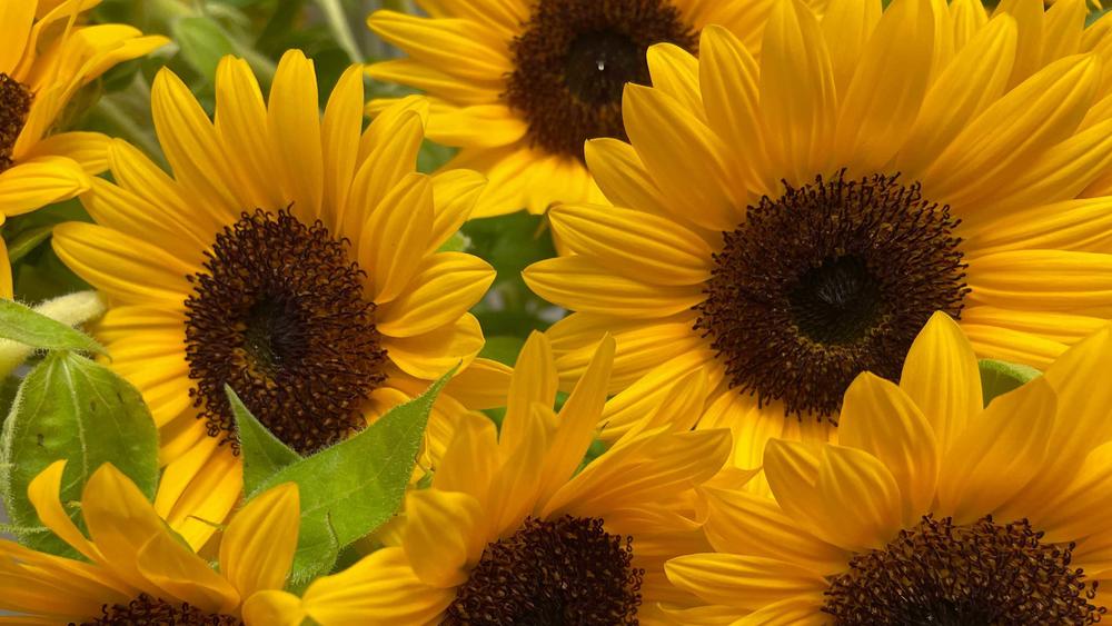 Sunflowers from the Miyagi area of Japan are featured in the Olympic bouquets.
