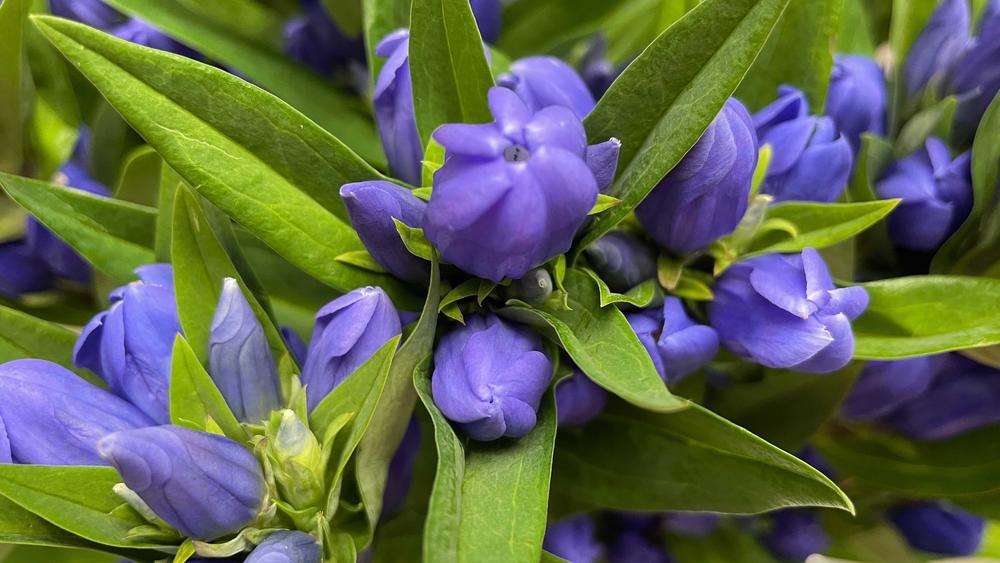 Gentian flowers from Iwate are featured in the victory bouquets for Olympic medalists.