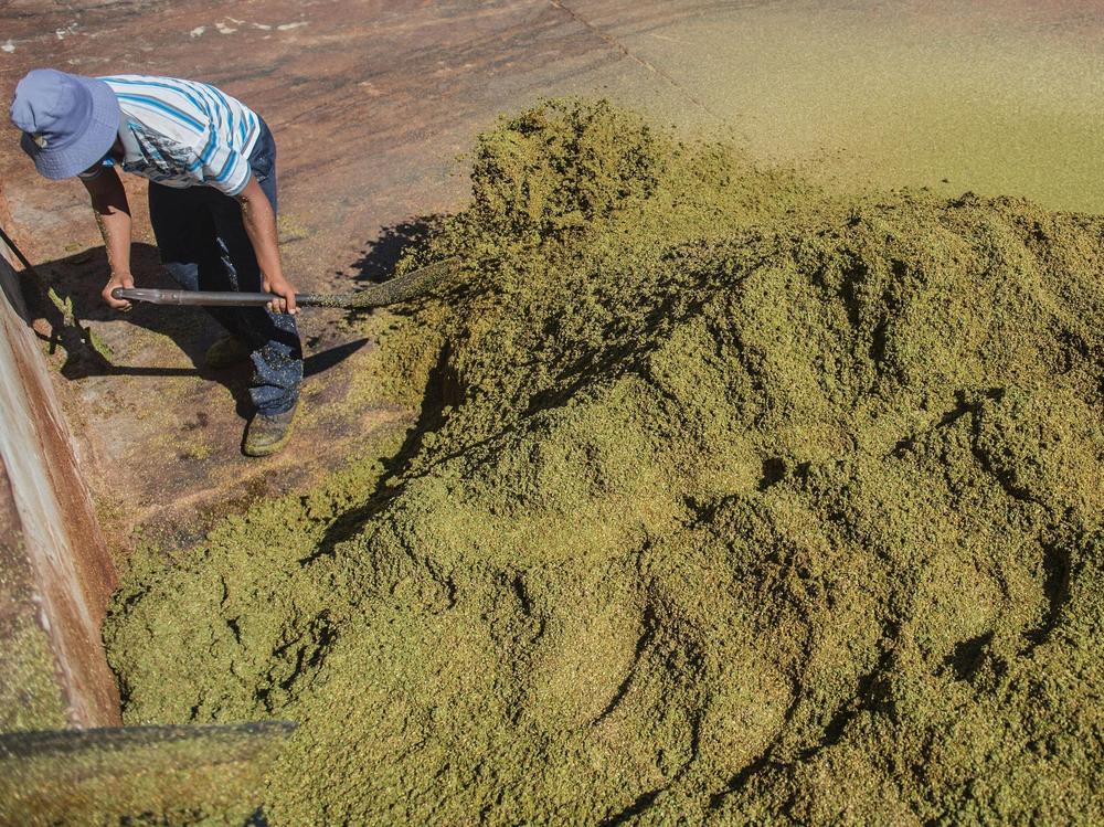 A farm worker grades and treats rooibos tea leaves before packaging in the Clanwilliam district of South Africa in 2017.