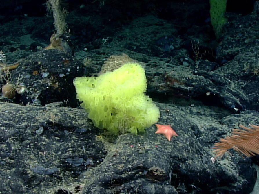 More than a mile underwater, the cartoon doppelgangers were found side by side.
