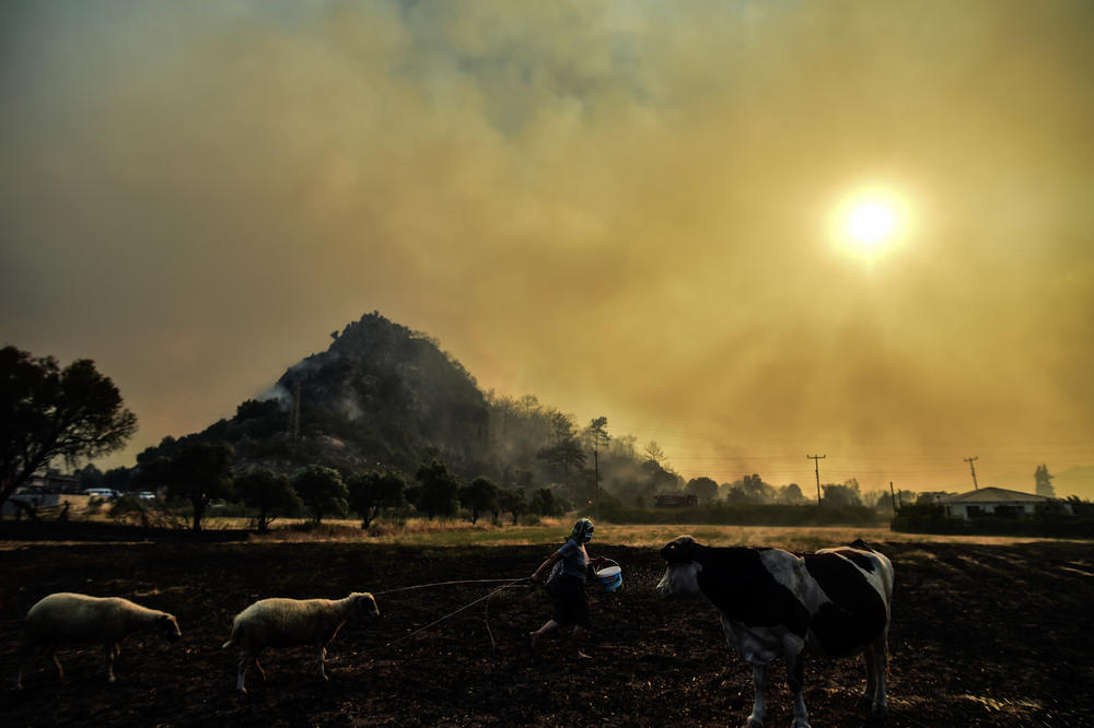 A woman leaves with her animals from an advancing fire that rages in Hisaronu area, Turkey on Monday, August 2. The blazes are tearing through forests near Turkey's beach destinations.