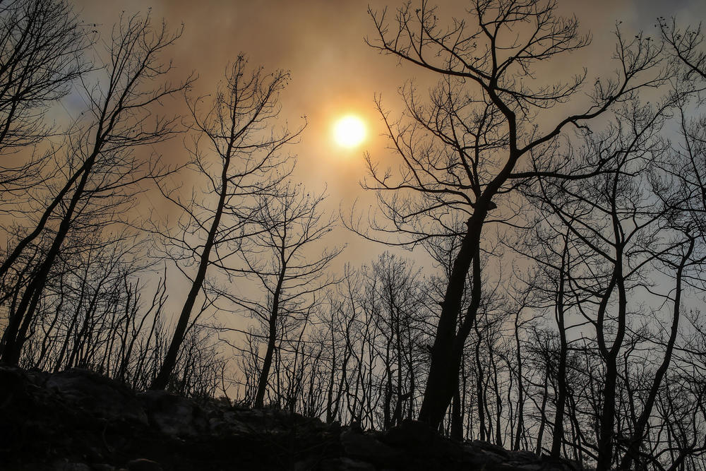 Charred and blackened trees are seen in Cokertme village, near Bodrum, Mugla, Turkey on Tuesday.