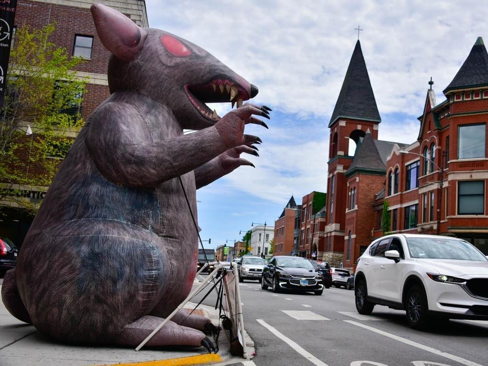 Where there are labor disputes, Scabby the Rat — in this case deployed by a local union in Chicago — will be there to call attention to workers' rights.
