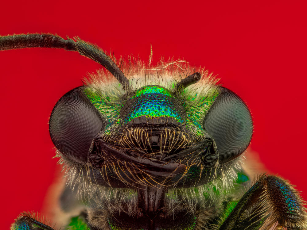 Green Orchid Bee, <em>Euglossa dilemma</em>
