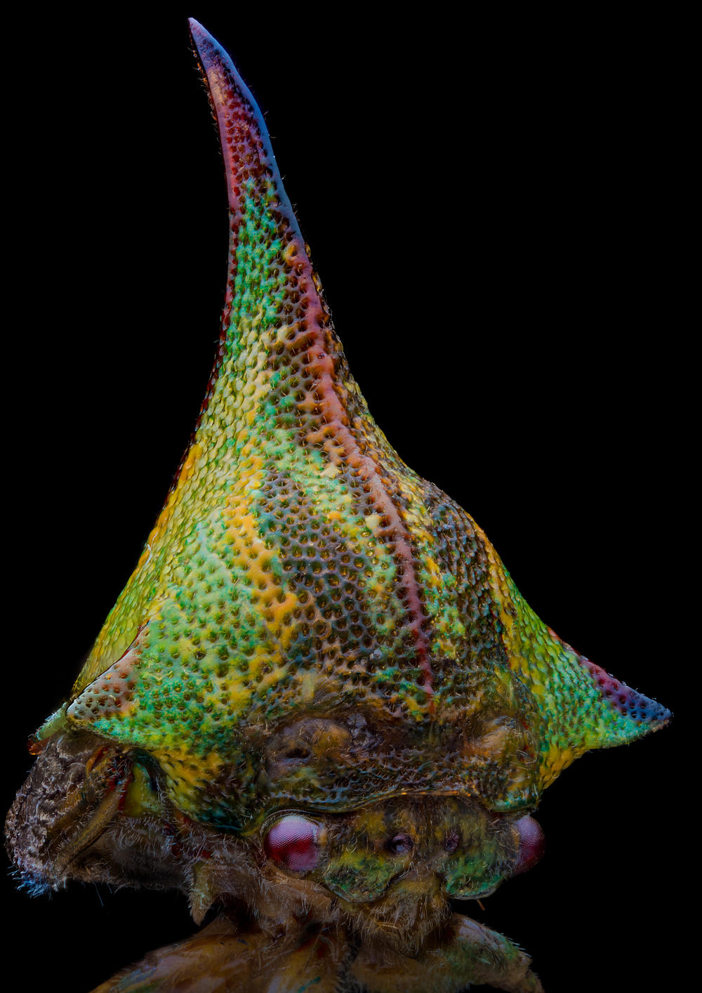 Thorn Treehopper, <em>Umbonia crassicornis</em>