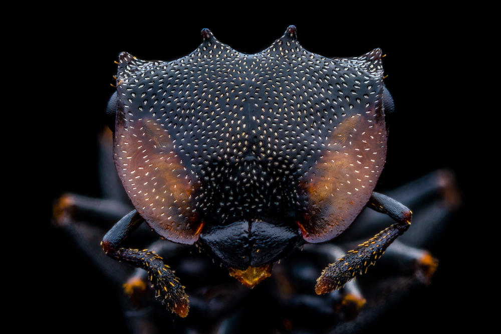Turtle Ant, <em>Cephalotes</em>
