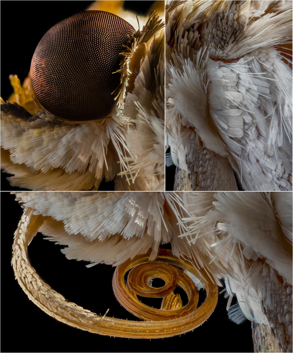 Mother of Pearl Moth, <em>Pleuroptya ruralis</em>