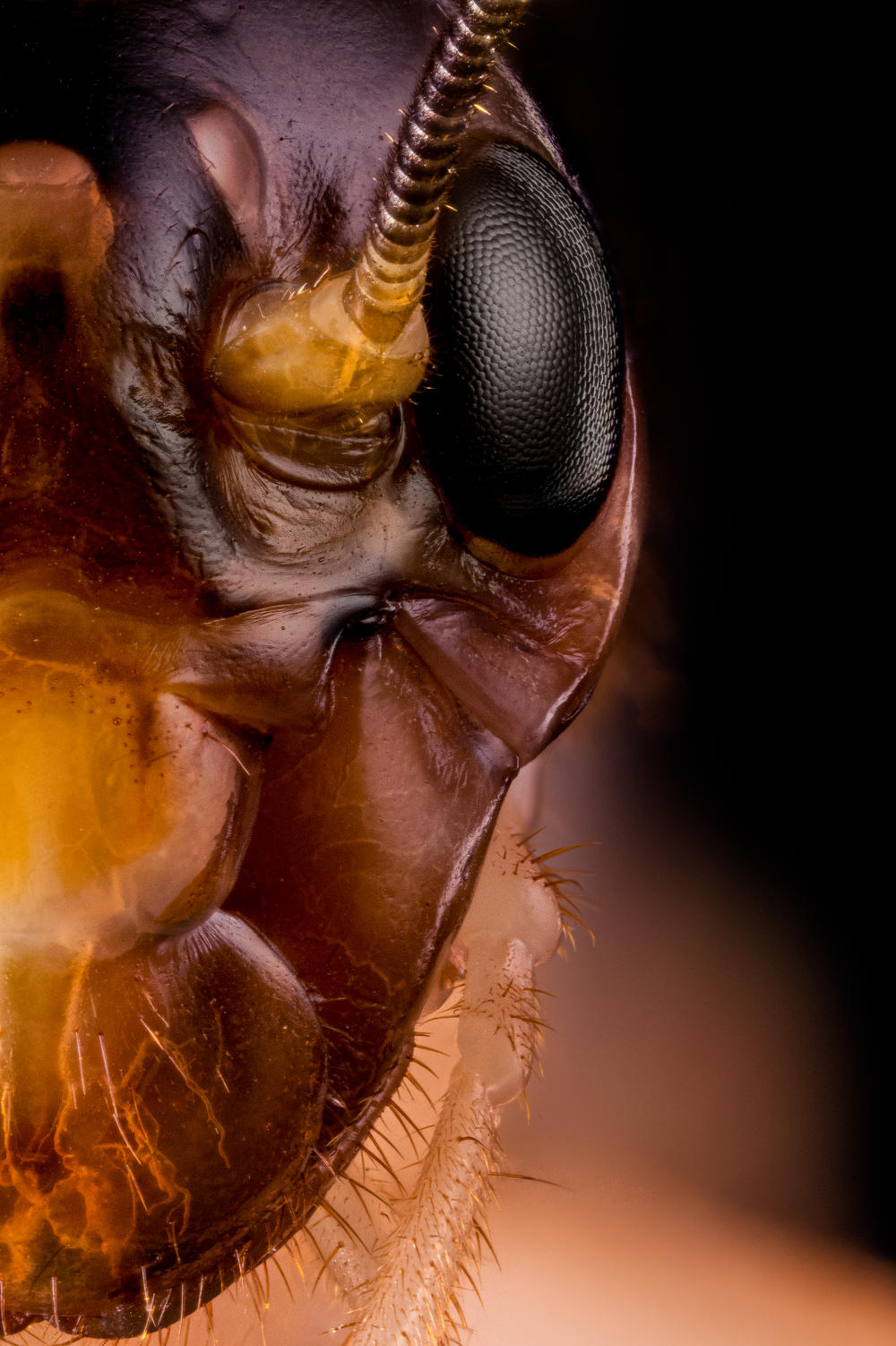 Field Cricket, <em>Gryllus assimilis</em>