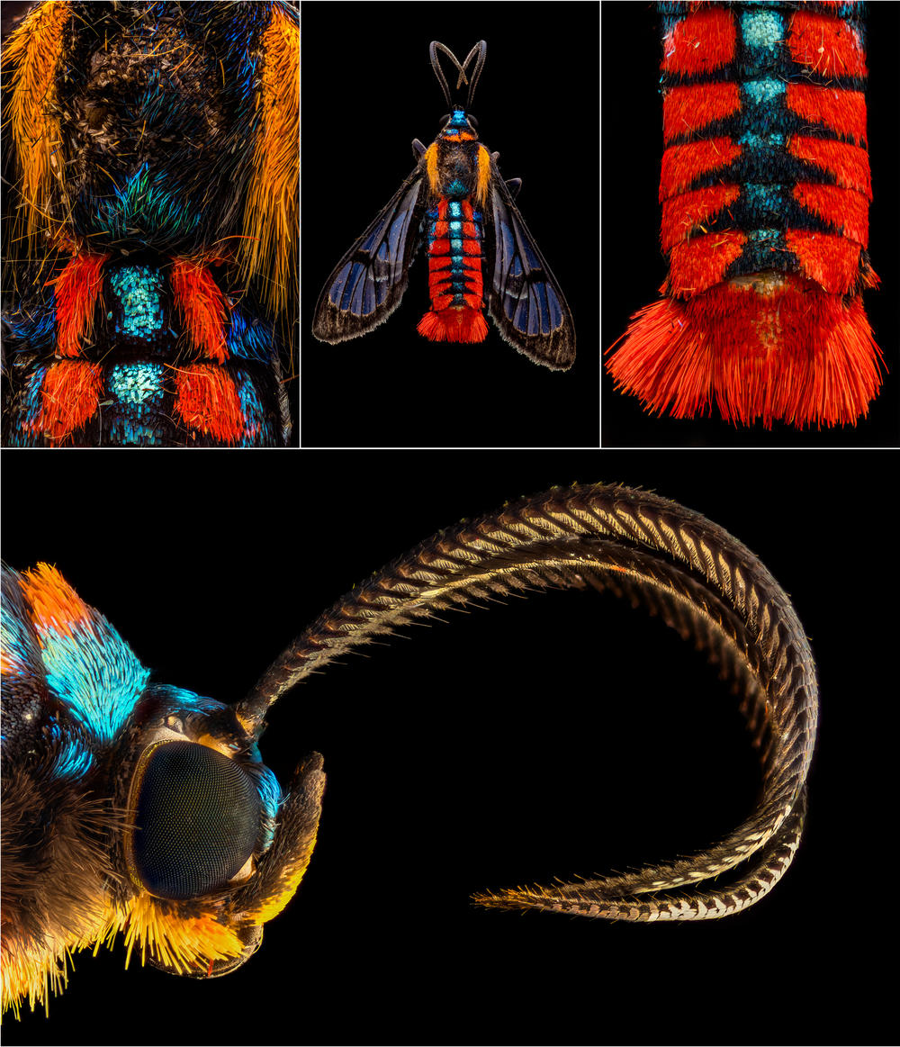 Scarlet-tipped Wasp Mimic Moth, <em>Dinia eagrus</em>