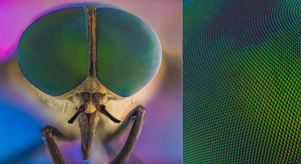 Horse Fly, <em>Tabanidae</em>