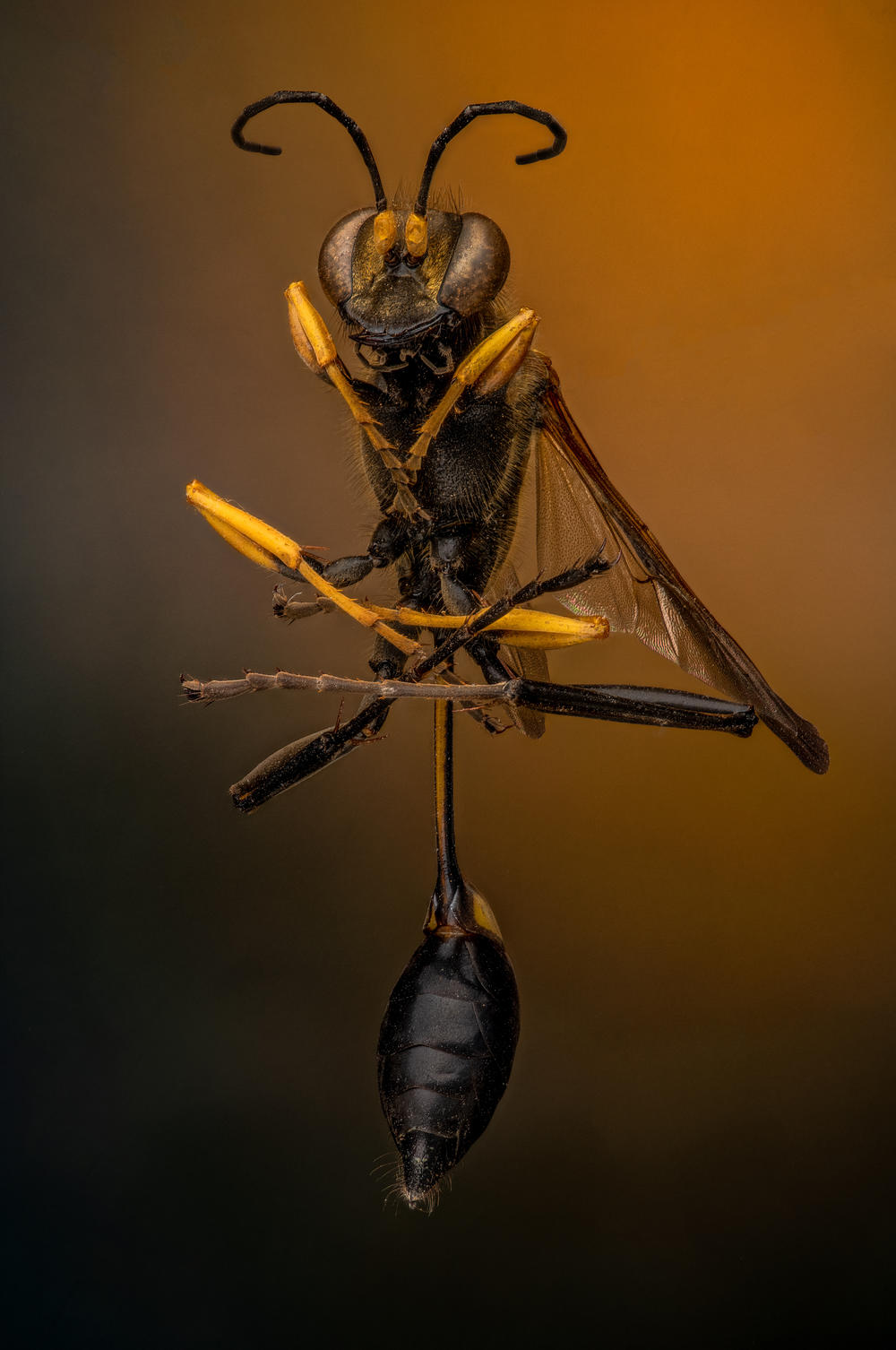 Black and Yellow Mud Dauber, <em>Sceliphron</em>